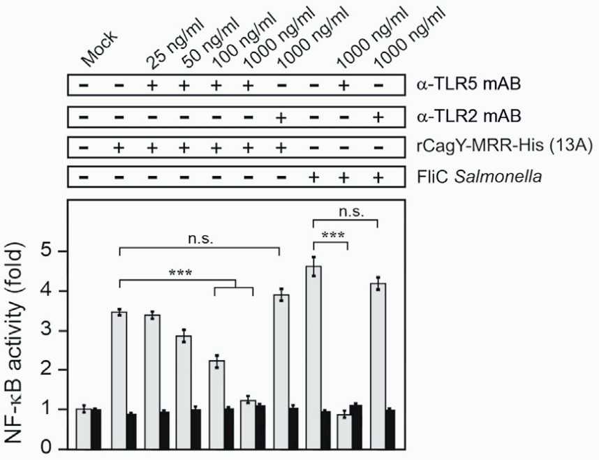 Specific blocking of NF-κB stimulation in TLR5 reporter cells by recombinant Hp CagY and Salmonella FliC.jpg